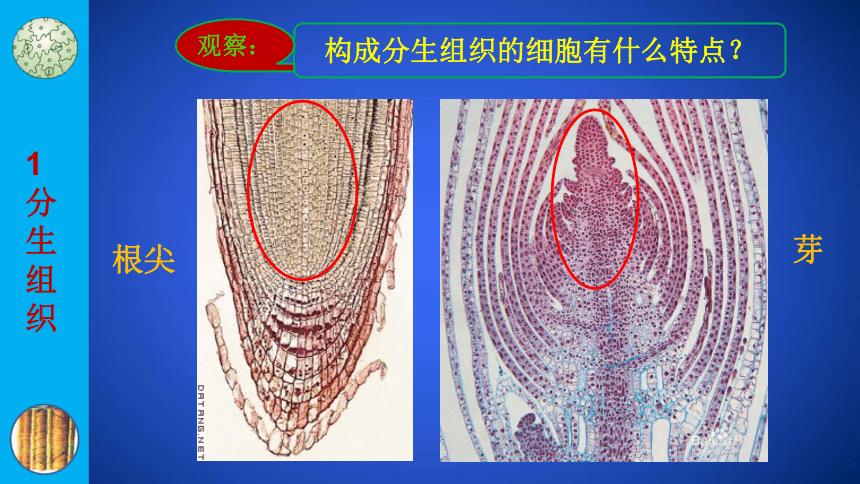 20212022学年北师大版七年级上册41细胞分化形成组织植物体的主要组织