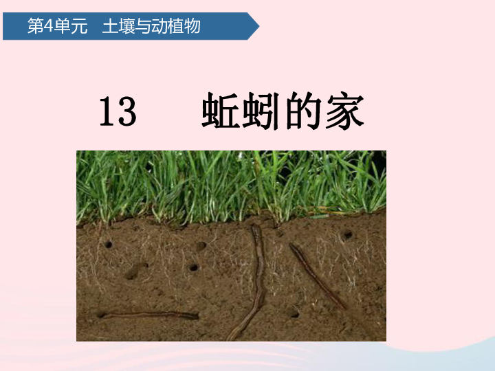 第四单元土壤与动植物13蚯蚓的家课件青岛版六三制共12张ppt