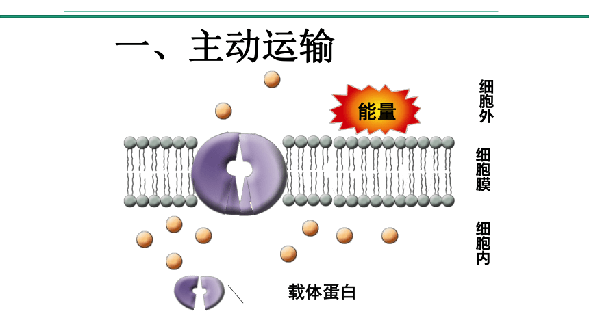 新教材人教版2019高中生物必修一42主动运输与胞吞胞吐课件37张