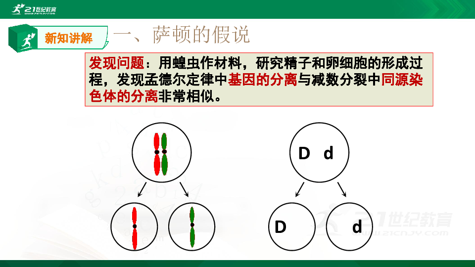 高中生物人教版必修2《遗传与进化》2.2基因在染色体上（课件）