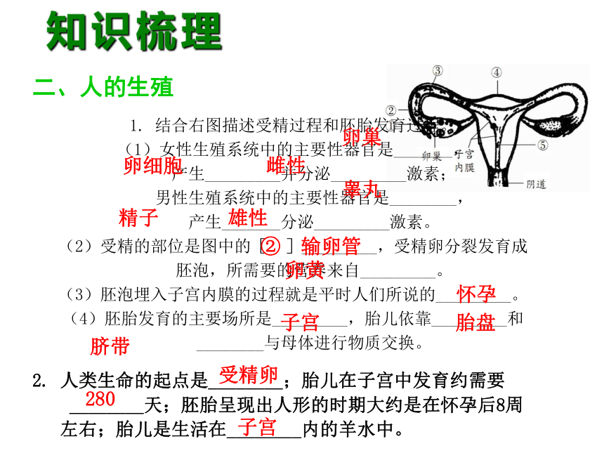 中考宝典2016中考（深圳版）生物会考课件：第六单元 人的由来和人体的营养（共32张PPT）