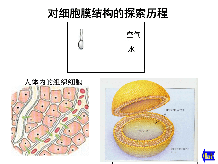 浙科版必修1第2章第2节：细胞膜(共26张）