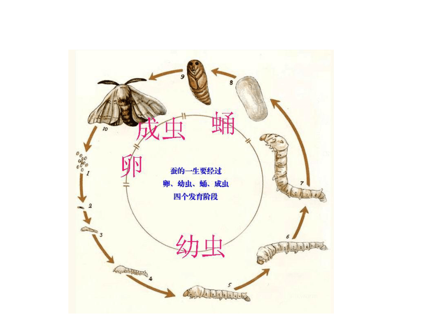 人教版八下第七单元第一章第二节昆虫的生殖和发育（共30张PPT）