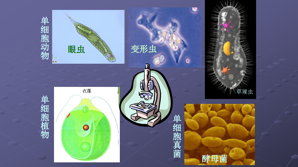 人教版七年级生物上册:2.2.4 单细胞生物 课件(共20张ppt)