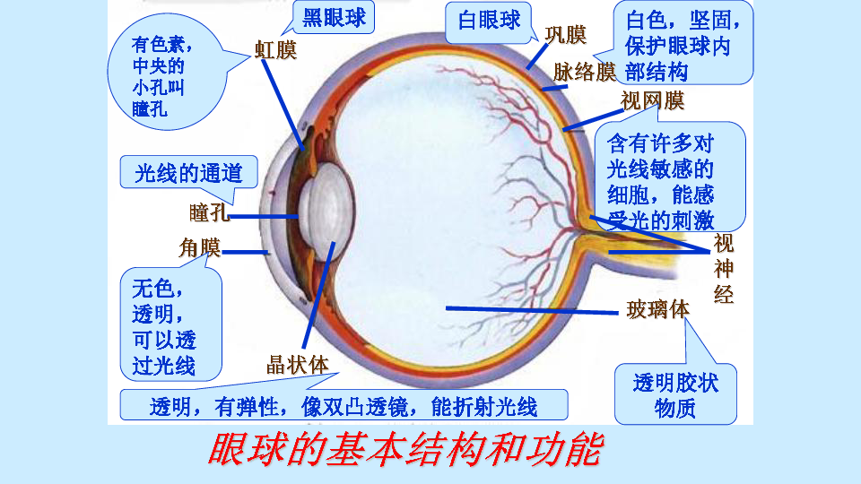 京改版生物七年级下册：8.3 感觉和感觉器官  课件（共27张PPT）