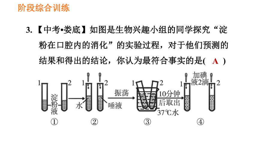 2021春人教版七下生物期末阶段综合训练【生物圈中的人】课件（共35张PPT）