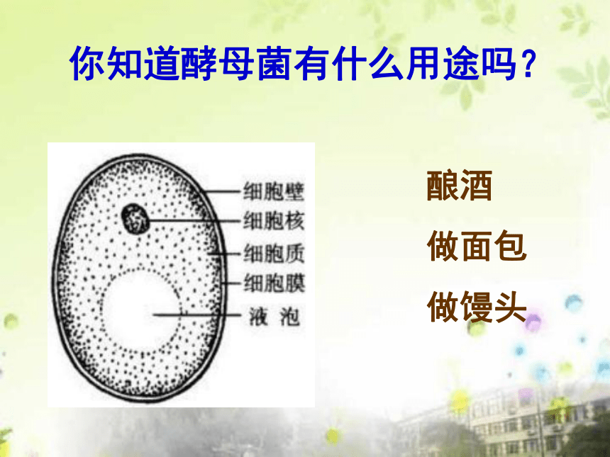 4.3 真菌 课件(共21张ppt)