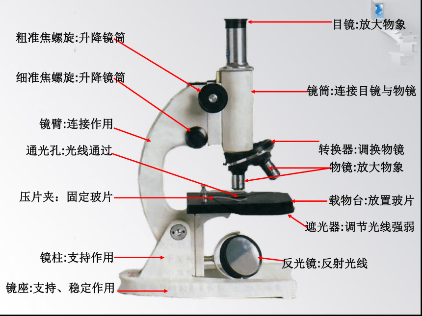 1.1.4生物学的研究工具 课件（共21张PPT）