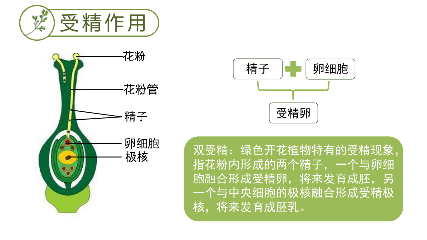 人教版八下711植物的生殖课件21张ppt