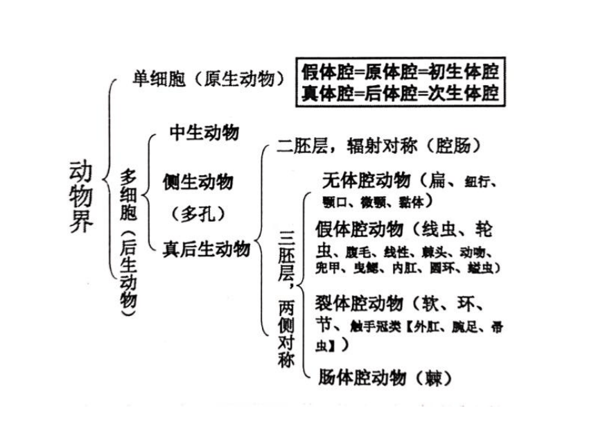 高中生物竞赛动物学教学课件第七章 扁形动物门（86张）