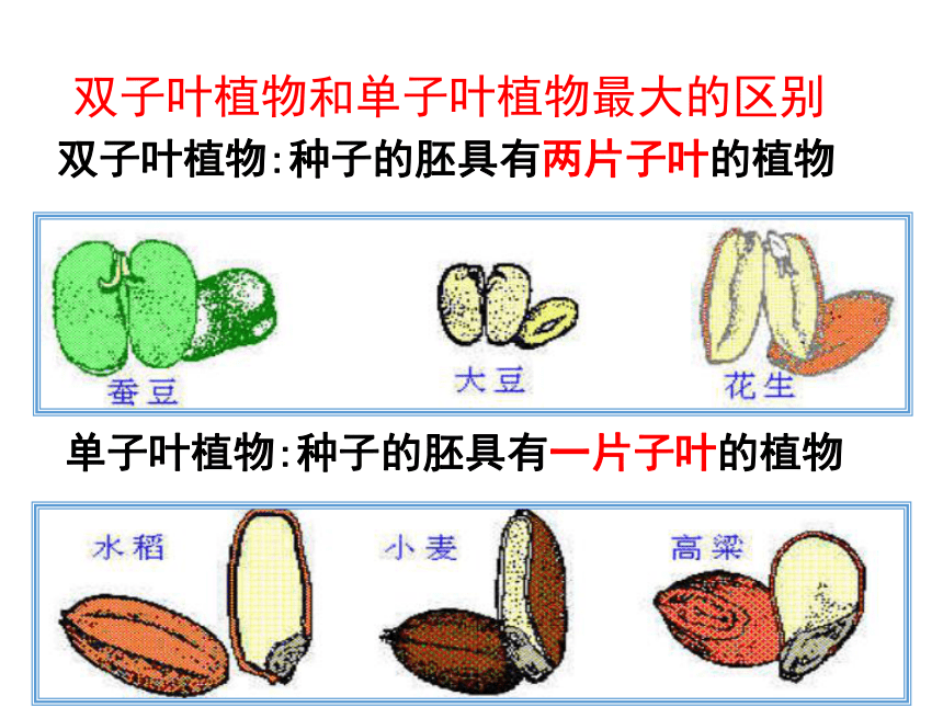 子叶和真叶的两个区别图片