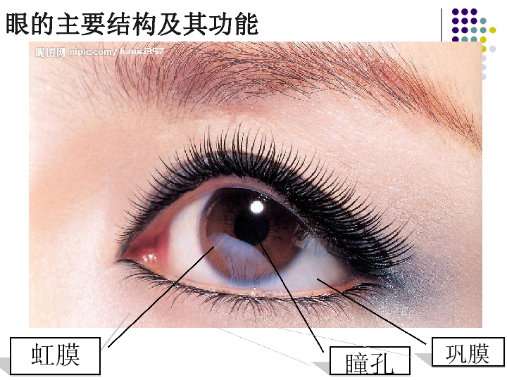 11-3 眼的主要结构及其功能（课件 39张PPT）