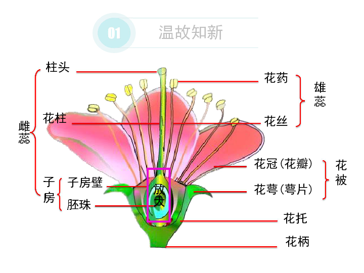 花穗是花的哪一个部分图片