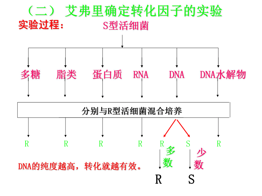福建省安溪蓝溪中学（人教版）高一生物必修二课件：3.1DNA是主要的遗传物质 （共22张PPT）