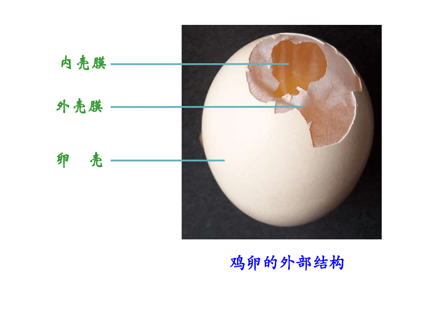 第四节 鸟的生殖和发育 课件（共27张PPT）