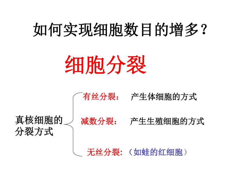 浙科版生物必修1第一节 《 细胞的增殖》课件