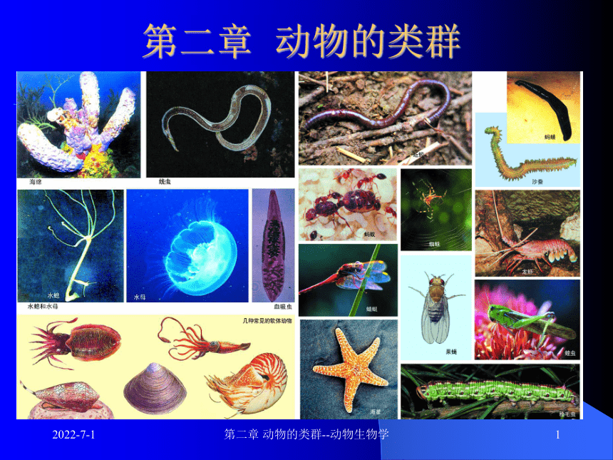 2012生物竞赛教学课件动物的类群1-原生海绵动物