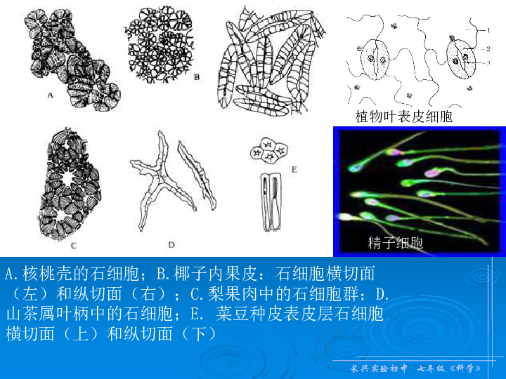 核桃细胞结构图图片