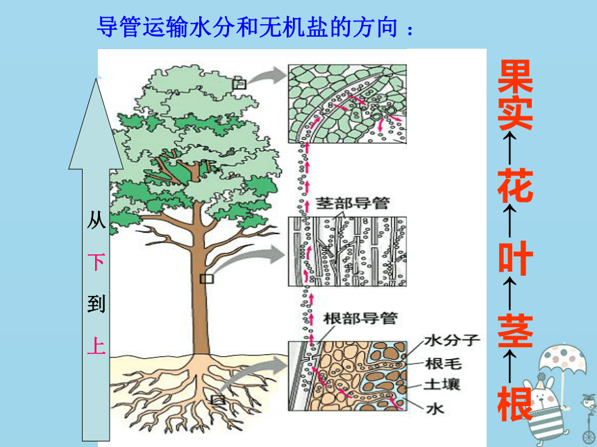 3.3绿色植物与生物圈的水循环 课件（19张PPT）