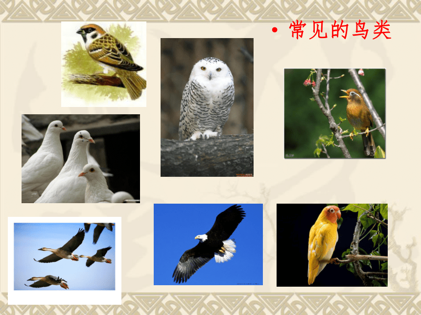 2016秋湘教版科学三上2.2《常见的动物》ppt课件