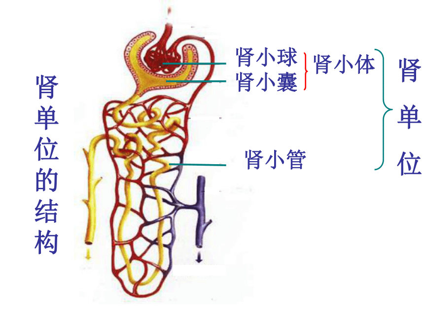 肾小体的解剖图图片