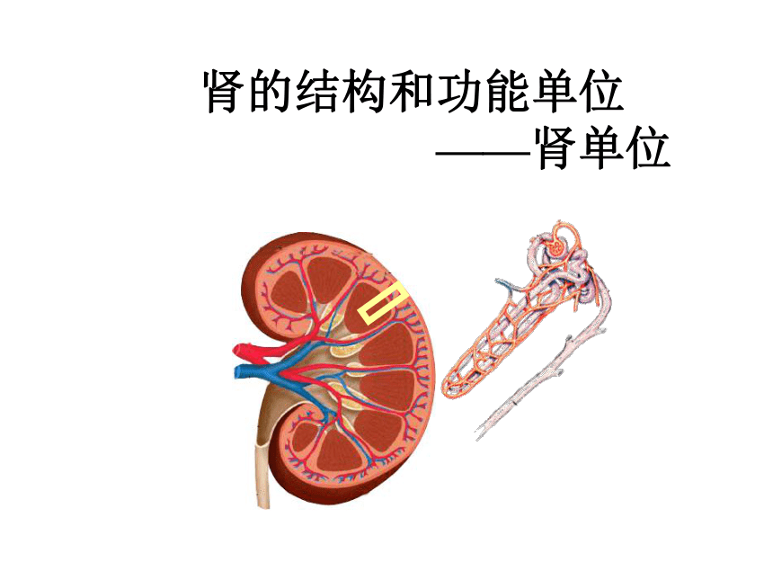 11.2 尿的形成与排出 课件