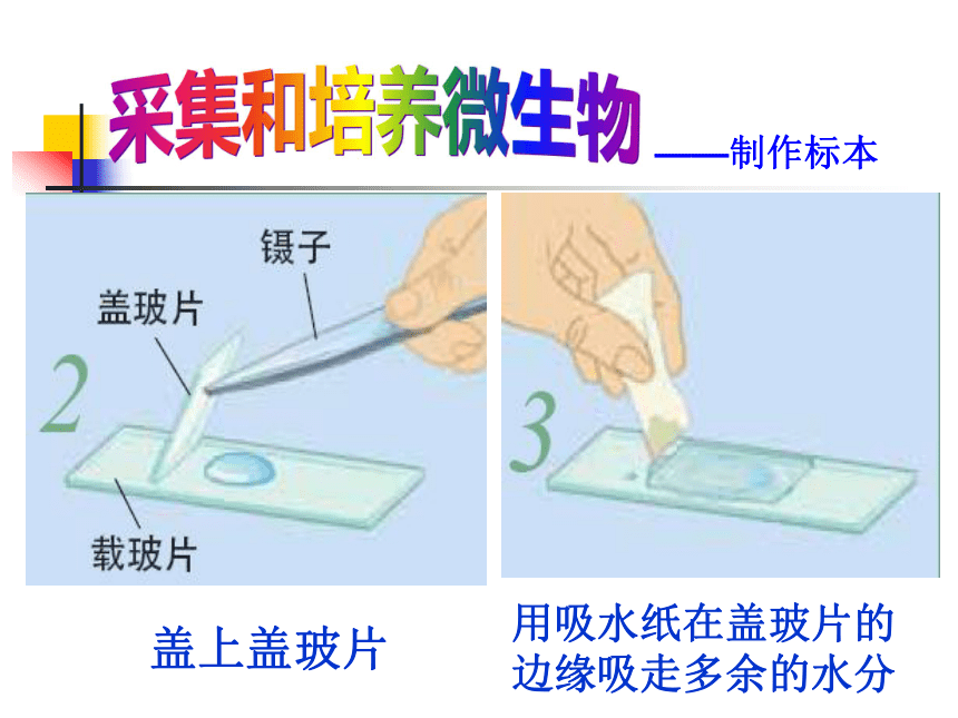 《用显微镜观察身边的生命世界(三)》 课件