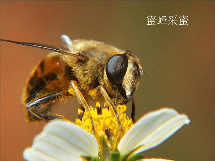 初中生物苏科版7年级上册第一章第一节 生物与生物学