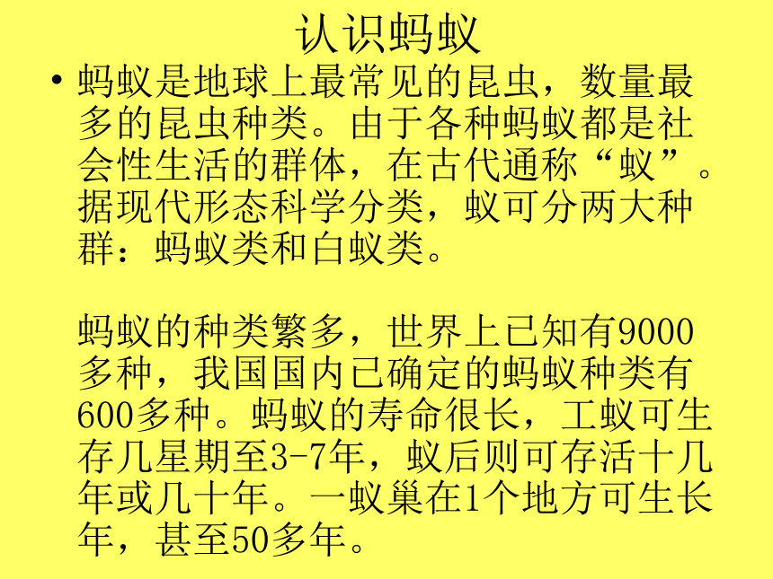 科学三年级上粤教粤科版1.3观察蚂蚁课件（31张）