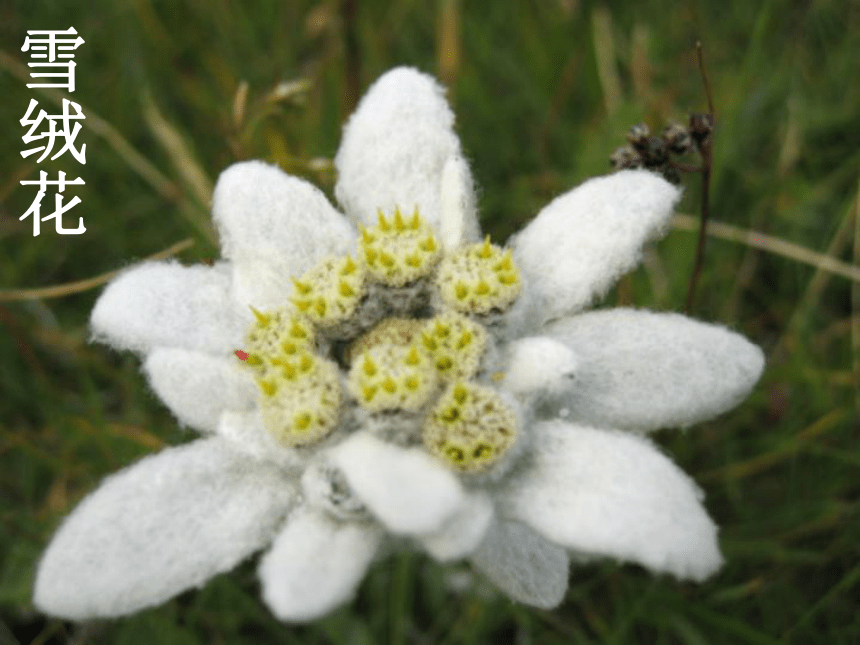 雪绒花 课件 (1)