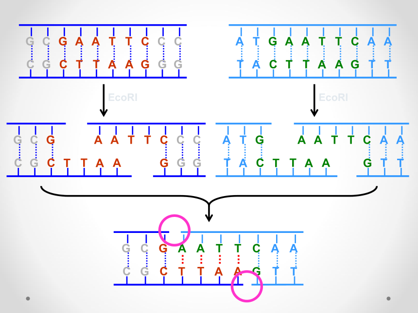 高中生物浙科版选修三第一章第一节工具酶的发现和基因工程的诞生（30张PPT）