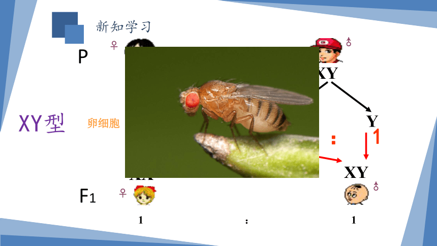 高中生物浙教版必修二第二章第三节性染色体与伴性遗传（终）