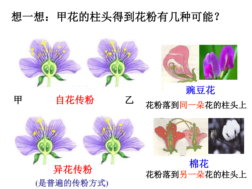 1.5植物生殖方式的多样性（第1课时）
