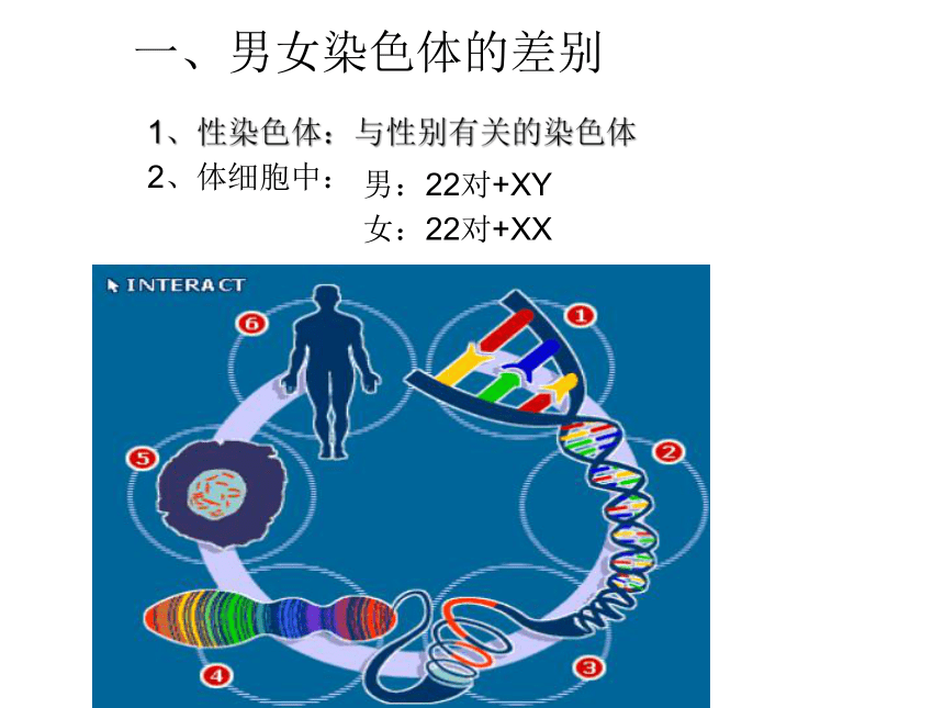 第四节-人的性别遗传 课件（共75张PPT）