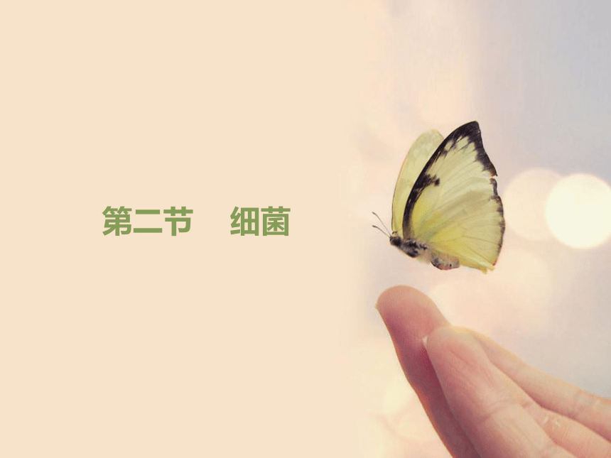 6.1.2 细菌 课件