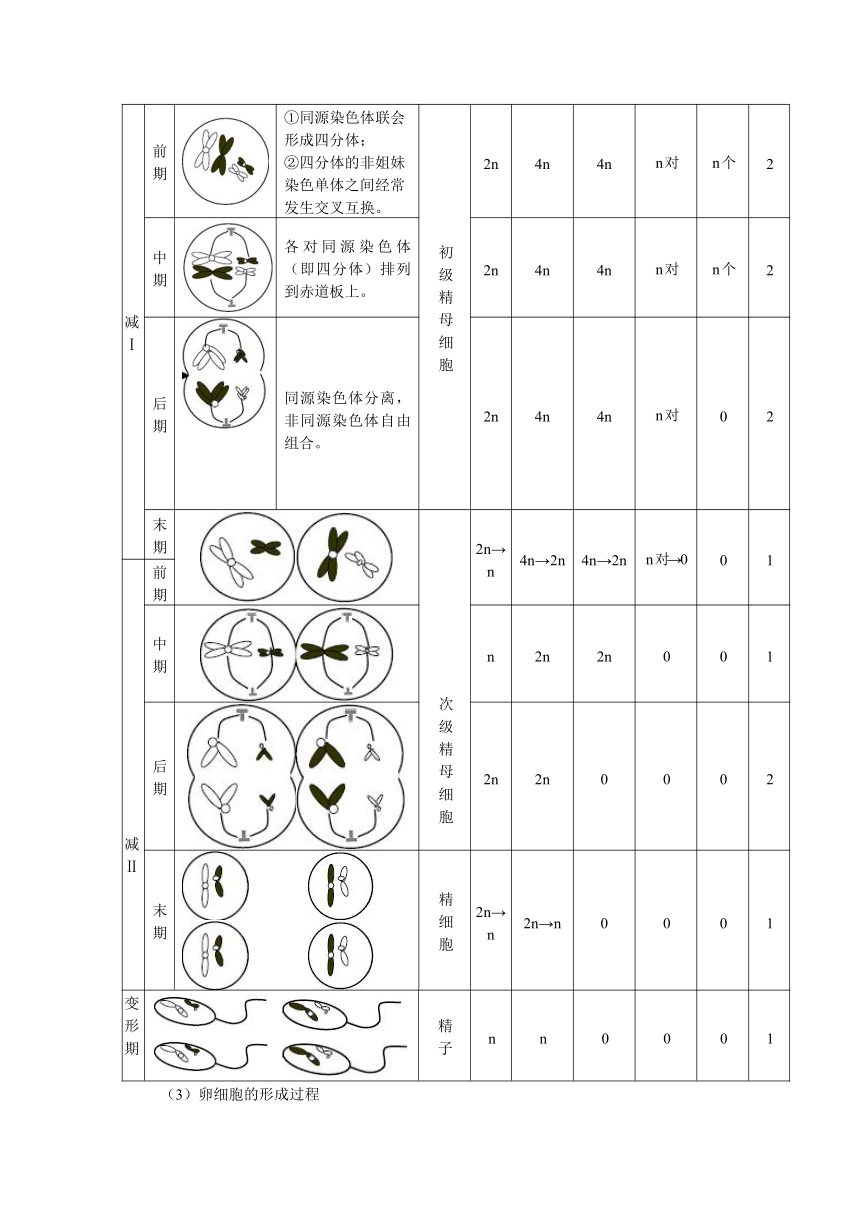 广东省深圳市2015-2016学年高一下学期生物讲义减数分裂（含答案）