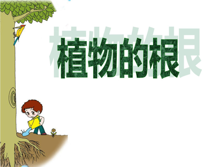 科学四年级上青岛版3.9植物的根课件(25张）