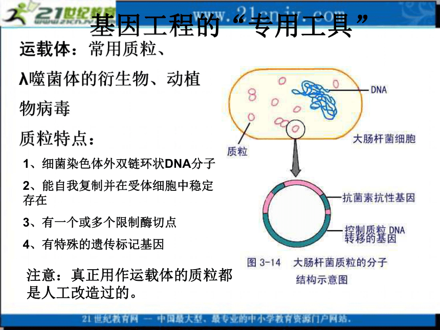 生物：1.1《基因工程和蛋白质工程》课件（1）（中图版选修3）