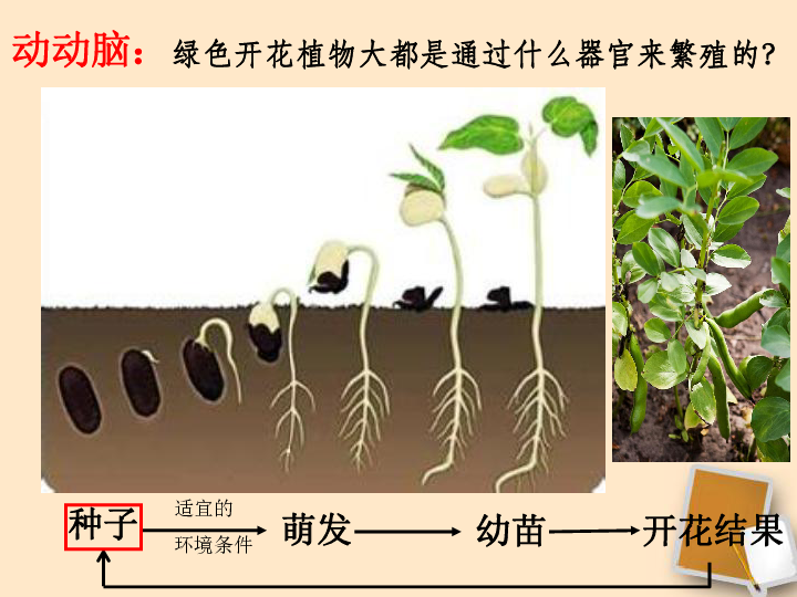 苏科版八年级上册生物  19.2植物的生长发育 课件 (19张PPT)