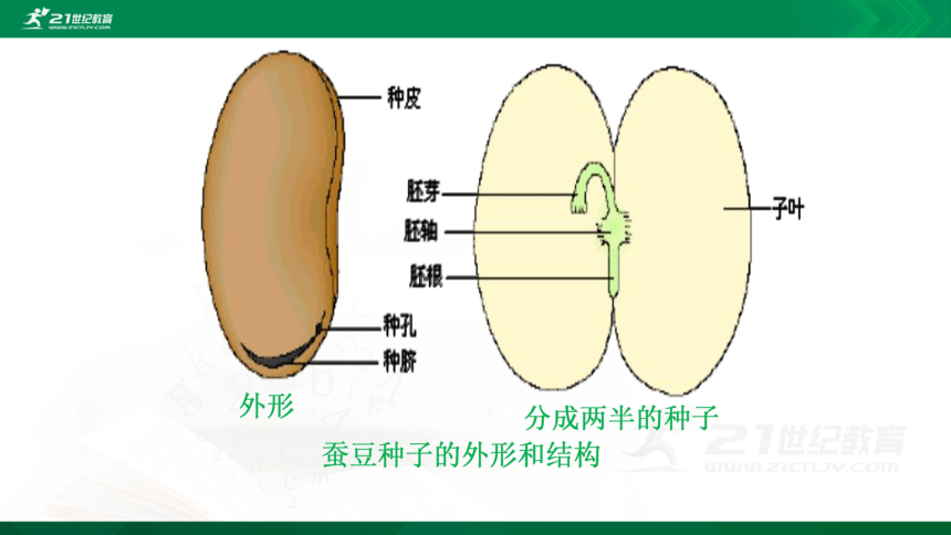 蚕豆种子剖面图片