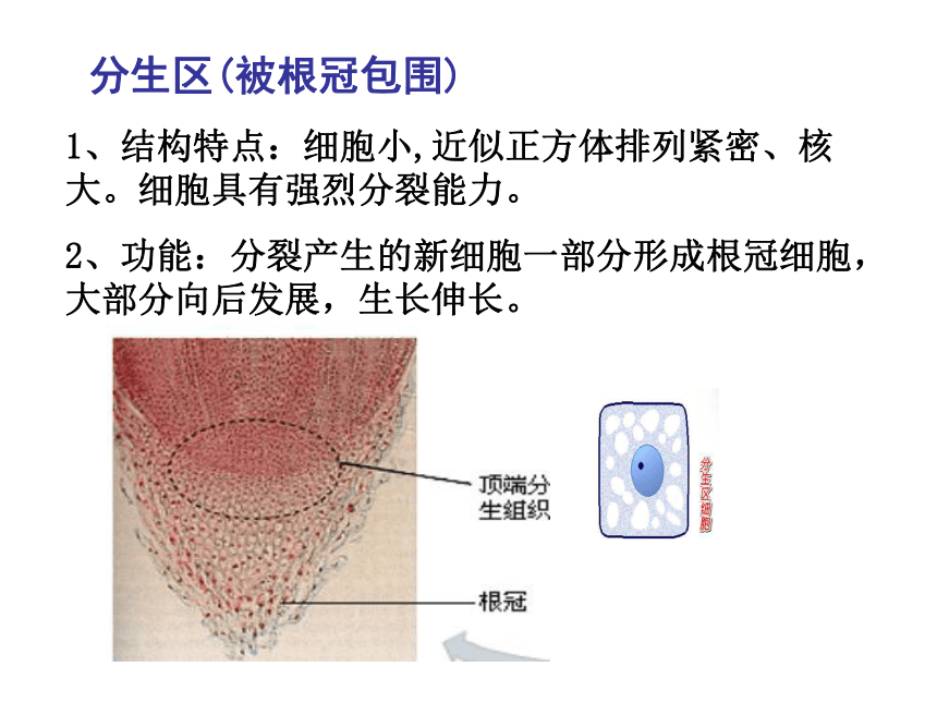 4.1 绿色开花植物的营养器官（根）