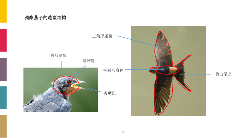燕子的尾巴作用图片