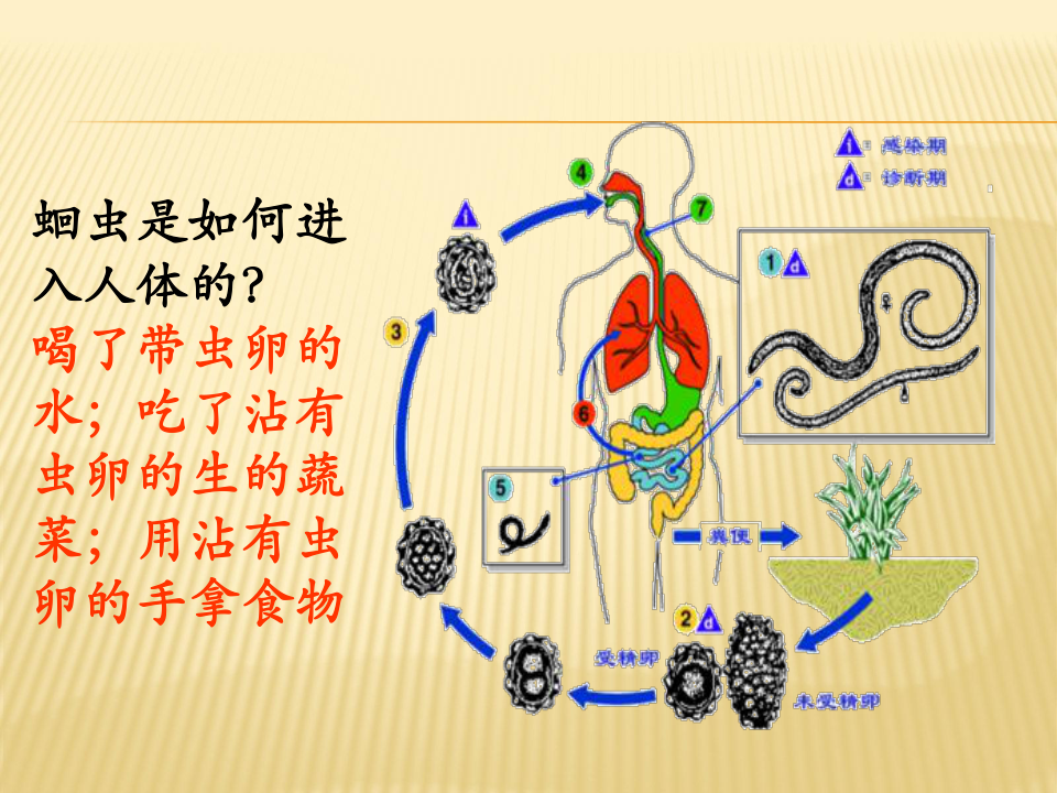 第二节线形动物和环节动物课件（28张ppt）