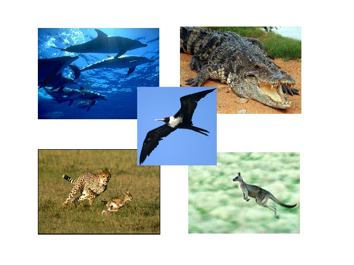北师大版八年级上册生物课件 15.2 动物运动的形成课件(20张PPT)