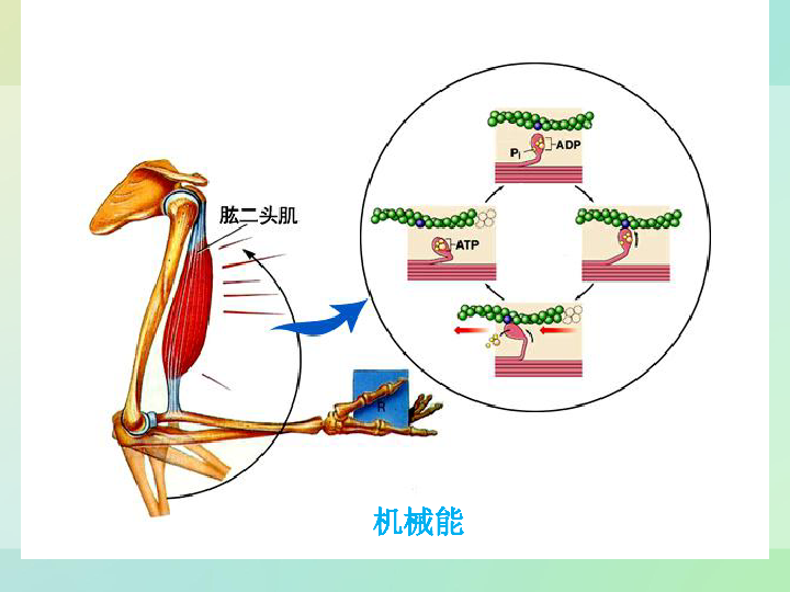 细胞能量"通货—atp能量的形式和转换光能电鳐电能机械能主动运输