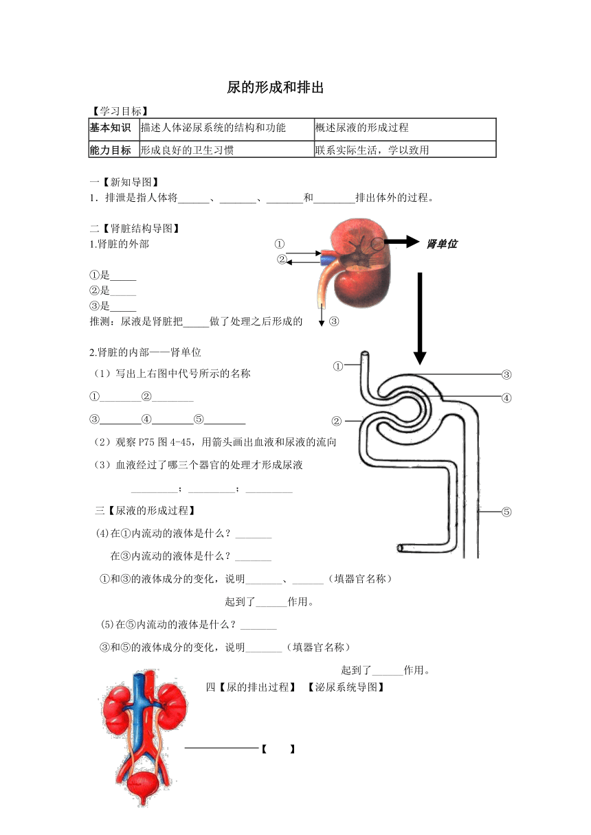 第2节  尿的形成和排出（导学案）