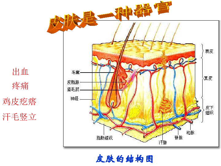 上海版八年级上册生物  1.1.2 器官是由什么构成的（1）器官的概念 课件(17张PPT)