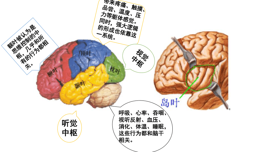 科学使用大脑 课件（19张幻灯片）