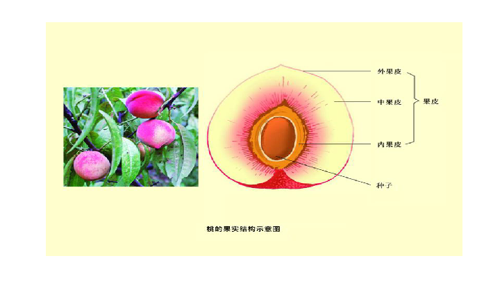 果实和种子的形成图片