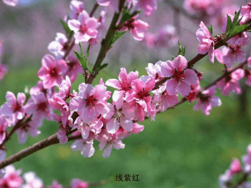 2018春北京版语文二年级下册第2课《春天的消息》ppt课件3